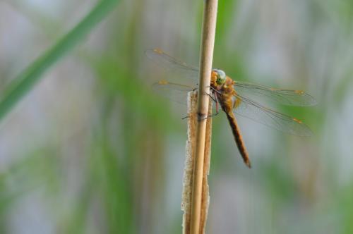 Aeshna isoceles